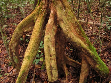 nuclear tree borneo